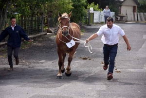 Fay-sur-Lignon ouvre la saison des concours de chevaux lourds