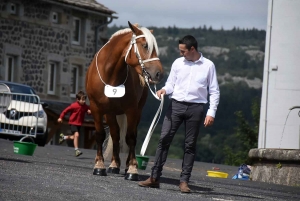 Fay-sur-Lignon ouvre la saison des concours de chevaux lourds