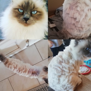 Yssingeaux : elle retrouve son chat tondu et les moustaches coupées