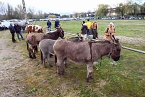 Bas-en-Basset : 500 exposants et des milliers de visiteurs sur la Foire aux ânes