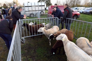 Bas-en-Basset : 500 exposants et des milliers de visiteurs sur la Foire aux ânes