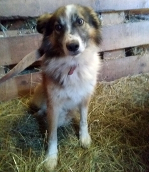 Un chien blessé recueilli aux Vastres