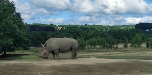 Monistrol-sur-Loire : sortie au zoo de Peaugres pour les CP de l’école Notre-Dame-du-Château