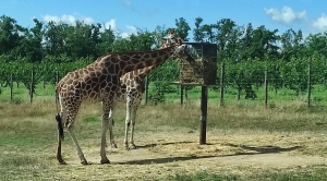 Monistrol-sur-Loire : sortie au zoo de Peaugres pour les CP de l’école Notre-Dame-du-Château