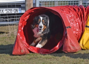 Yssingeaux : 90 chiens vont faire preuve d&#039;agilité dimanche