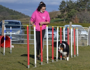 Yssingeaux : 90 chiens vont faire preuve d&#039;agilité dimanche