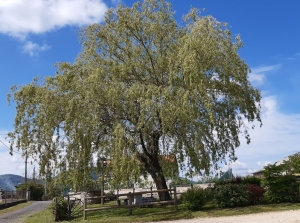 Retournac : nettoyage de printemps à Jussac