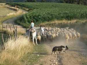 Visite de ferme, massage, veillée, balade en âne : l&#039;été démarre tambour battant aux Marches du Velay-Rochebaron