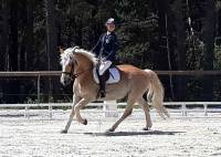 Equitation : les championnats départementaux de dressage organisés à Blavozy