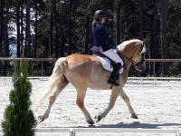 Equitation : les championnats départementaux de dressage organisés à Blavozy