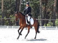 Equitation : les championnats départementaux de dressage organisés à Blavozy