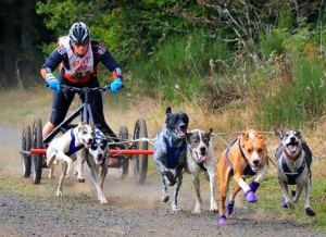 Saint-Front : les mushers et les chiens sur la terre ferme ce week-end à &quot;Chaudeyrac&quot;