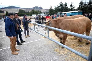 Foire grasse : les éleveurs de Freycenet-la-Cuche comme à la maison aux Estables