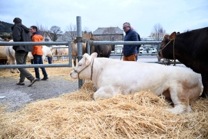 Foire grasse : les éleveurs de Freycenet-la-Cuche comme à la maison aux Estables