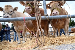 Foire grasse : les éleveurs de Freycenet-la-Cuche comme à la maison aux Estables