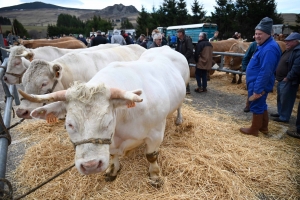 Foire grasse : les éleveurs de Freycenet-la-Cuche comme à la maison aux Estables