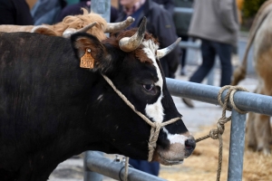 Foire grasse : les éleveurs de Freycenet-la-Cuche comme à la maison aux Estables