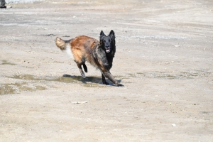 Yssingeaux : le concours canin de sauvetage met à l&#039;épreuve les chiens dans la recherche de personnes