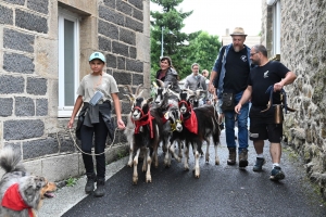 La chèvre du Massif Central parade ce dimanche à Saint-Front (vidéo)