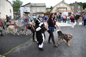 La chèvre du Massif Central parade ce dimanche à Saint-Front (vidéo)