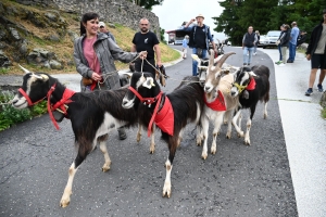 La chèvre du Massif Central parade ce dimanche à Saint-Front (vidéo)