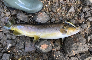 Yssingeaux : un adolescent pêche une truite sauvage de 50 cm dans le Lignon