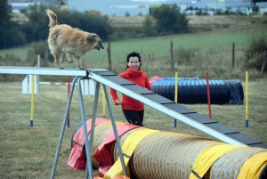 Yssingeaux : un concours d&#039;agility complet au Club canin des Sucs