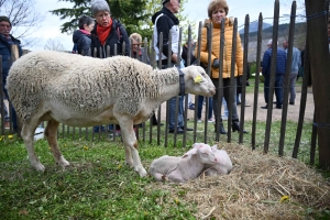 Un dimanche à flâner sur la Foire des Pâquerettes à Retournac