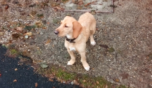 Saint-Agrève : une chienne recueillie dans le quartier du Pont