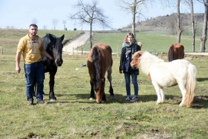 Yssingeaux : l&#039;Elevage des Sucs participe à la valorisation du cheval de race Auvergne