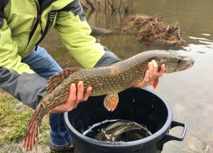 Monistrol-sur-Loire : 100 kg de brochets déversés dans la Loire