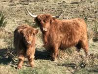 Saint-Julien-Molhesabate : quatre fermes en folie dimanche