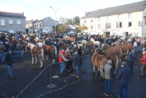 Fay-sur-Lignon : moins de chevaux mais des ventes en hausse