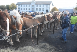 Fay-sur-Lignon : moins de chevaux mais des ventes en hausse