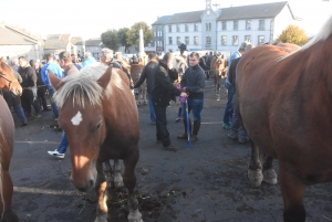 Fay-sur-Lignon : moins de chevaux mais des ventes en hausse