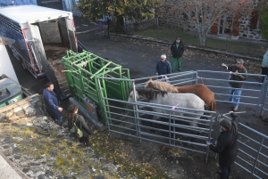 Fay-sur-Lignon : moins de chevaux mais des ventes en hausse