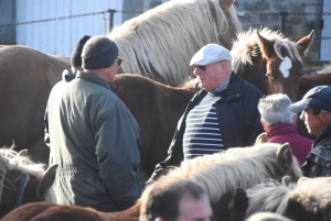 Fay-sur-Lignon : moins de chevaux mais des ventes en hausse