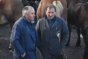 Fay-sur-Lignon : moins de chevaux mais des ventes en hausse