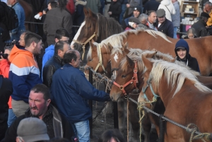 Fay-sur-Lignon : moins de chevaux mais des ventes en hausse