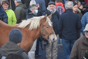 Fay-sur-Lignon : moins de chevaux mais des ventes en hausse