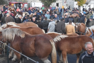 Fay-sur-Lignon : moins de chevaux mais des ventes en hausse