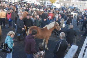 Fay-sur-Lignon : moins de chevaux mais des ventes en hausse