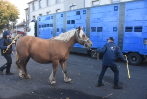 Fay-sur-Lignon : moins de chevaux mais des ventes en hausse