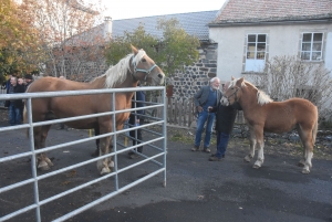 Fay-sur-Lignon : moins de chevaux mais des ventes en hausse