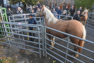 Fay-sur-Lignon : moins de chevaux mais des ventes en hausse