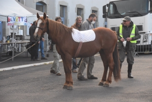 Fay-sur-Lignon : moins de chevaux mais des ventes en hausse