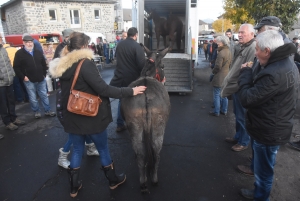 Fay-sur-Lignon : moins de chevaux mais des ventes en hausse