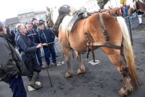 Fay-sur-Lignon : moins de chevaux mais des ventes en hausse