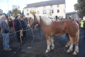 Fay-sur-Lignon : moins de chevaux mais des ventes en hausse