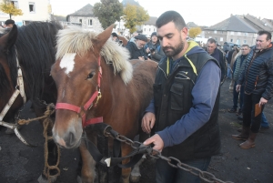 Fay-sur-Lignon : moins de chevaux mais des ventes en hausse